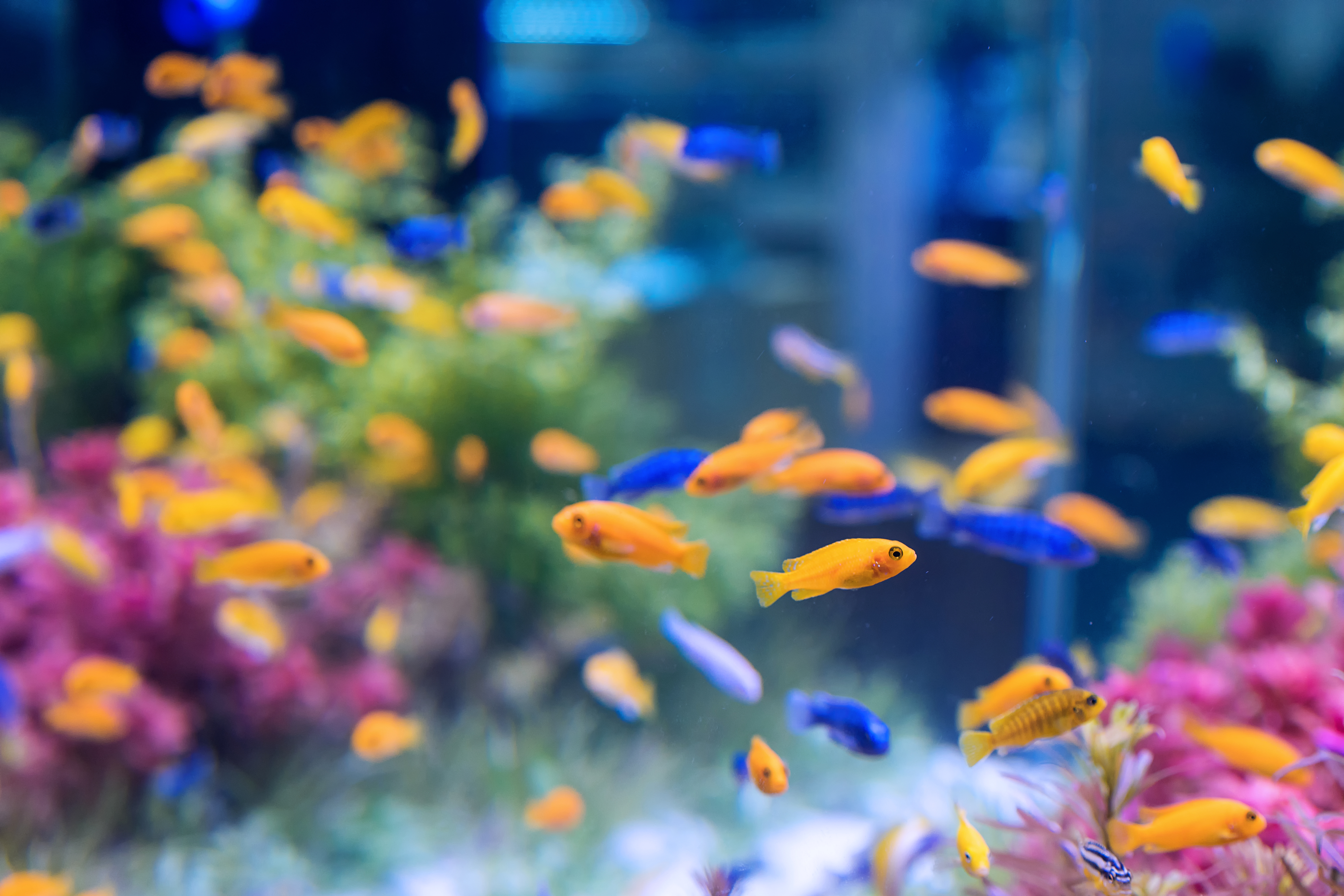 Imagen de un acuario